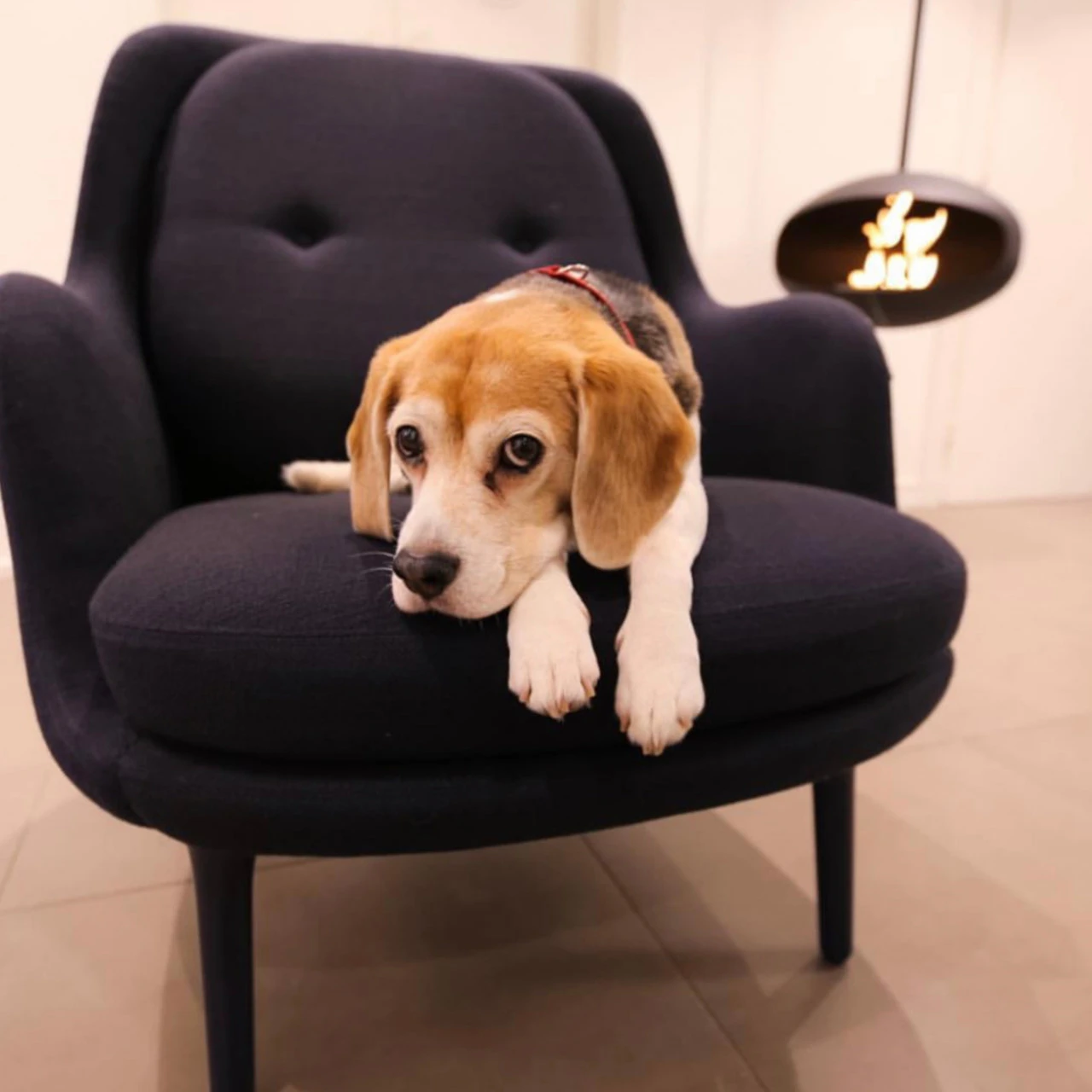 Cocoon Fires AERIS Ethanolkamin Deckenmontage Schwarz 14 Cocoon Fires AERIS Ethanolkamin Deckenmontage Schwarz – Bild 12